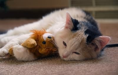 Hogyan lehet gyógyítani orrfolyás egy macska