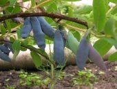 Hogyan növekszik a lonc kék orsó - ültetés és gondozás