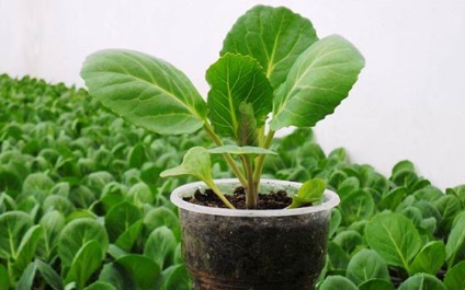 Hogyan növekszik karfiol a nyílt terepen - ültetés a finom ételek