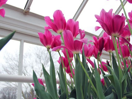 Hogyan növekszik tulipán az üvegházban a mai napig - február 14., illetve március 8