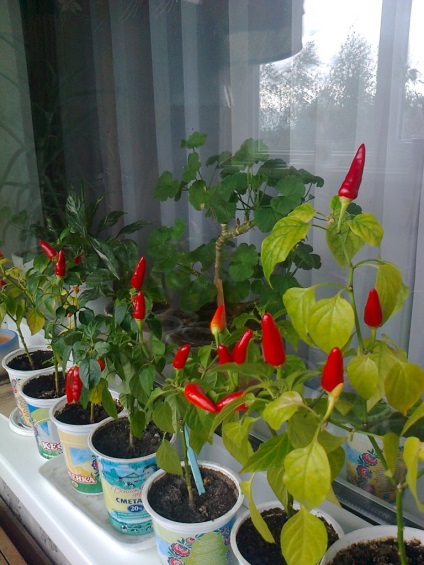 Hogyan gyógynövények termesztése télen egy lakásban az ablakpárkányon