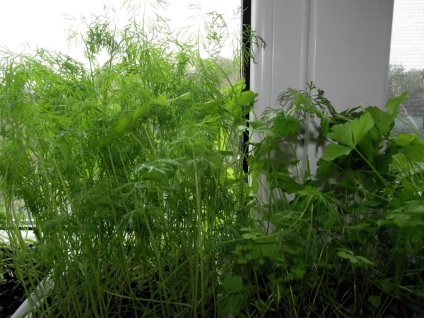 Hogyan gyógynövények termesztése télen egy lakásban az ablakpárkányon