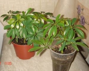Hogyan lehet a kibocsátás Phalaenopsis virág tüske, szobanövények (Phalaenopsis) Hogyan lehet a kibocsátás Phalaenopsis virág tüske, szobanövények