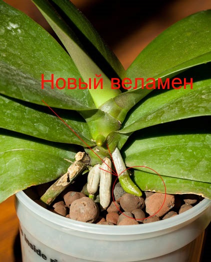 Hogyan készítsünk egy orchidea virág tüske, hogy kiadja, vagy miért nem virágzó orchidea phalaenopsis (phalaenopsis) (orchidea) Hogyan készítsünk egy orchidea virág tüske, hogy kiadja, vagy miért nem virágzik phalaenopsis orchidea (Phalaenopsis)