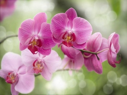 Hogyan készítsünk egy orchidea virág tüske kiadás otthon