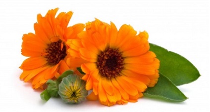 Calendula Hair 1