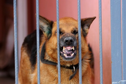 Canine Sergey Rogozin „kutya nem tud megoldani egy bűncselekményt mester nélkül„(a kutya) Canine Sergey Rogozin „kutya nem tud megoldani egy bűncselekményt mester nélkül