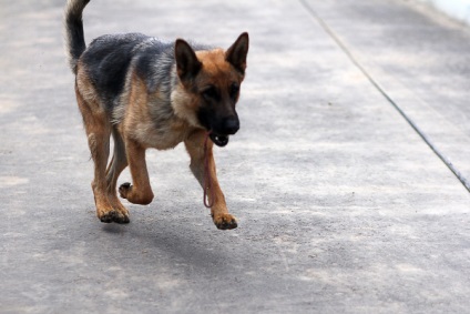 Canine Sergey Rogozin „kutya nem tud megoldani egy bűncselekményt mester nélkül