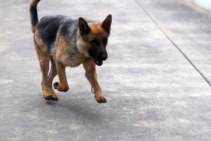 Canine Sergey Rogozin „kutya nem tud megoldani egy bűncselekményt mester nélkül„(a bűncselekmény) Canine Sergey Rogozin „kutya nem tud megoldani egy bűncselekményt mester nélkül