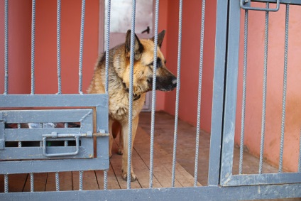 Canine Sergey Rogozin „kutya nem tud megoldani egy bűncselekményt mester nélkül