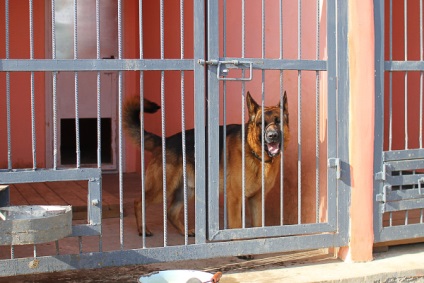 Canine Sergey Rogozin „kutya nem tud megoldani egy bűncselekményt mester nélkül