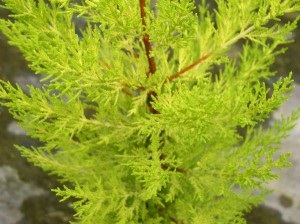 Cupressus Goldcrest vilmahvoynye (ciprus Goldcrest Wilma) Cypress Goldcrest vilmahvoynye
