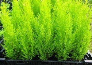 Cupressus Goldcrest vilmahvoynye (ciprus Goldcrest Wilma) Cypress Goldcrest vilmahvoynye