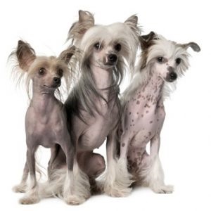 Kínai meztelen kutya fajta kutya fotók és képek, hogy hány él, mennyi kopasz,