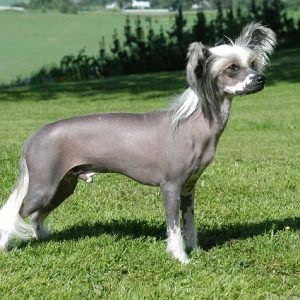 Kínai meztelen kutya fajta kutya fotók és képek, hogy hány él, mennyi kopasz,