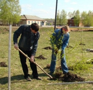 Ha ültetés nyír a legjobb tavasszal és ősszel