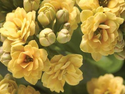 Kalanchoe virág szoba leírása, fényképekkel és fajták (Blossfeldiana és Mangina)