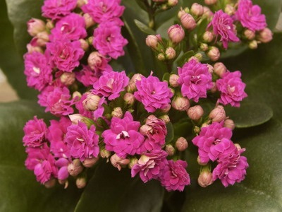 Kalanchoe virág szoba leírása, fényképekkel és fajták (Blossfeldiana és Mangina)