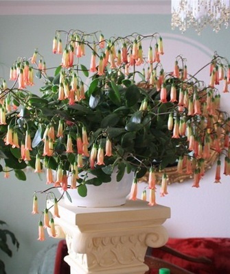 Cserepes Kalanchoe fotó, a gyógyító tulajdonságait virágok Kalanchoe, típusainak leírása otthon