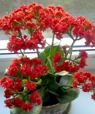 Cserepes Kalanchoe fotó, a gyógyító tulajdonságait virágok Kalanchoe, típusainak leírása otthon