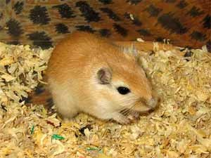 Etetés gerbils, zoodom (zoodom) Etetés futóegér, zoodom