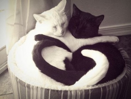 Cat Love (28 fotó) (szerelem) Cat Love (28 fénykép)
