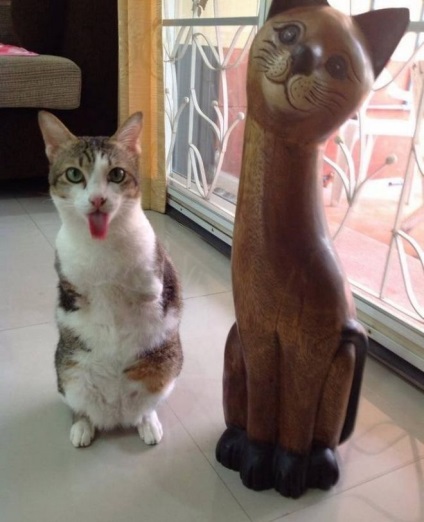 Macska, amely csak két lába, ugrás, mint egy kenguru!