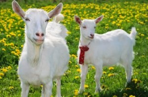 Kecske kezdők kezdeni a kezdő (kecske) Kecske kezdők kezdeni jövevény