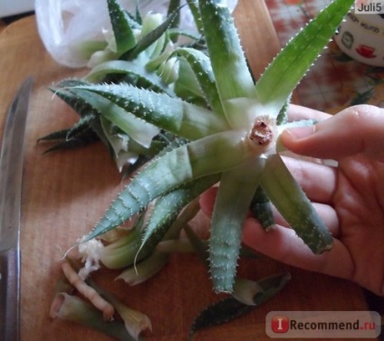Gyógy aloe növény - „Aloe krém akne otthon, a recept egy fotót!