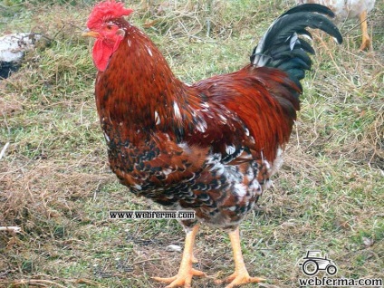 Livenskaya pamutvászon fajta csirkék részletesen