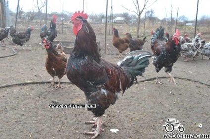 Livenskaya pamutvászon fajta csirkék részletesen