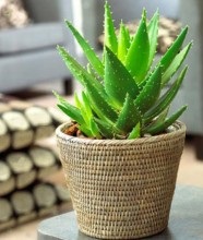 Testápoló Aloe, házi receptek
