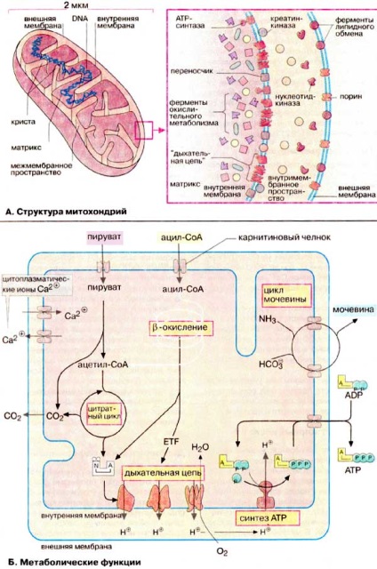 A mitokondriumok felépítése és működése