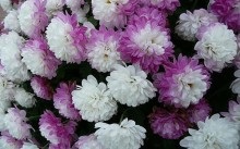 Évelő virágok, virágzó egész nyáron Ural tavasszal és nyáron, fagyálló és alacsony növésű