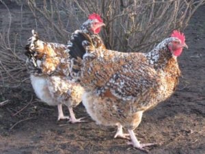 Szerény Livenskogo csirkék, azok leírását és a bonyolult házi gondozás