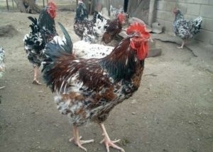 Szerény Livenskogo csirkék, azok leírását és a bonyolult házi gondozás
