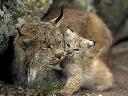 Tenderness (kép és kép), érzelem képekben