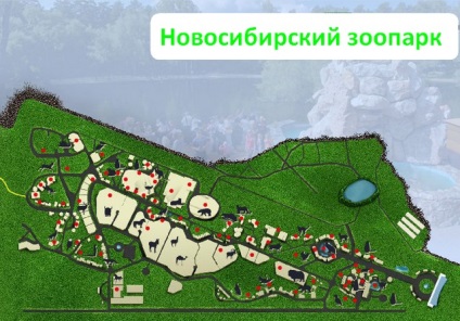 Novosibirsk Zoo fotó felülvizsgálat hogyan juthatunk el oda, az árak, turista Magyarországon