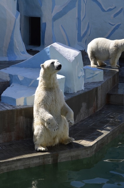 Novosibirsk Zoo fotó felülvizsgálat hogyan juthatunk el oda, az árak, turista Magyarországon