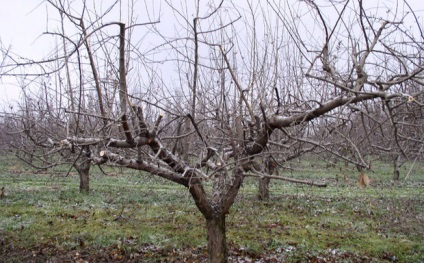 Metszés körte tavasszal tippek kezdőknek (mint a körte termés tavasszal kezdőknek) Metszés körte tavasszal tippek kezdőknek
