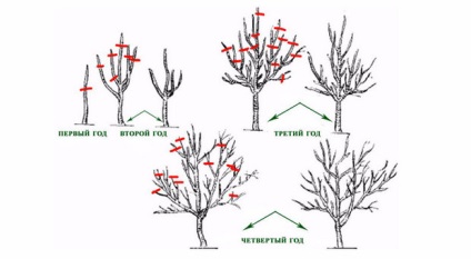 Metszés körte tavasszal tippek kezdőknek (kezdő) Metszés körte tavasszal tippek kezdőknek