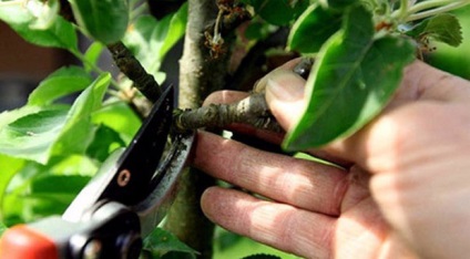 Metszés körte tavasszal tippek kezdőknek (mint a körte termés tavasszal kezdőknek) Metszés körte tavasszal tippek kezdőknek