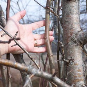 Metszés körte tavasszal tippek kezdőknek (mint a körte termés tavasszal kezdőknek) Metszés körte tavasszal tippek kezdőknek