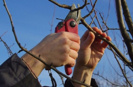 Metszés körte tavasszal tippek kezdőknek (mint egy fiatal körte termés tavasszal) Metszés körte tavasszal tippek kezdőknek