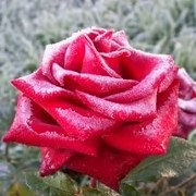 Felül kell vizsgálni a legjobb fajta rózsa a Ural