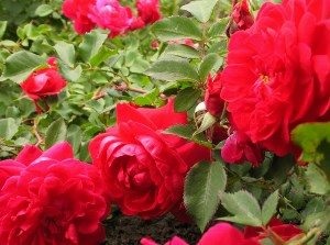 Felül kell vizsgálni a legjobb fajta rózsa a Ural