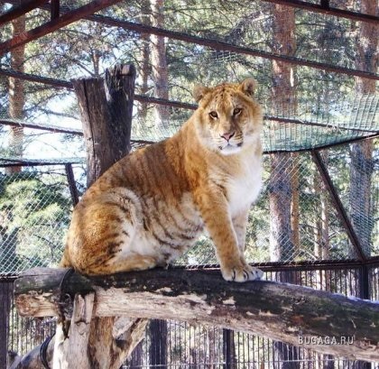 Mintegy Liger tigonah és leopon