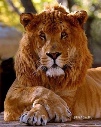Mintegy Liger tigonah leopon és (azok) Mintegy Liger tigonah és leopon