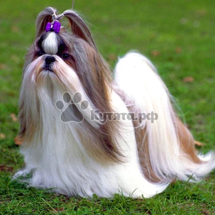 Vélemények a fajta Shih Tzu (nagy szemek popodaet) Vélemények a fajta Shih Tzu