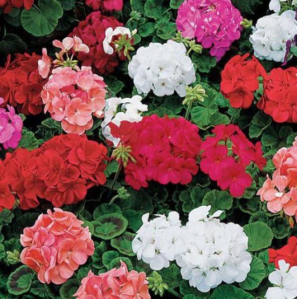 Pelargonium és Geranium különbség, otthoni gondozást, nézetek és vélemények (Pelargonium) Pelargonium és Geranium különbség, otthoni gondozást, nézetek és vélemények